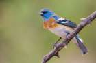 Lazuli bunting male with molting plumage-USA-Arizona Art Print
